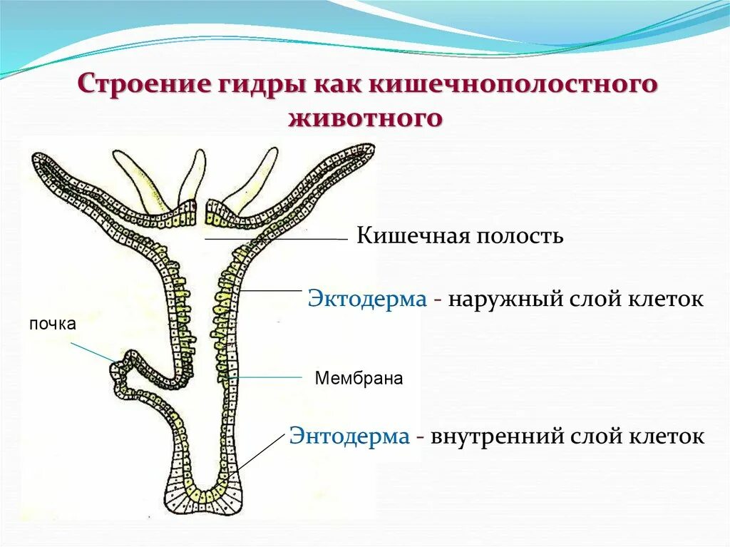 Пресноводный полип гидра строение. Наружное строение пресноводной гидры. Гидра Пресноводная строение. Тип Кишечнополостные строение гидры. Группы организмов кишечнополостные