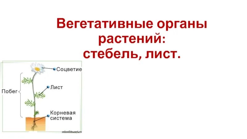 Строение вегетативных органов растений. Функции вегетативных органов. Строение и функции вегетативных органов. Строение вегетативных органов стебель. Вегетативные органы растений и их функции.