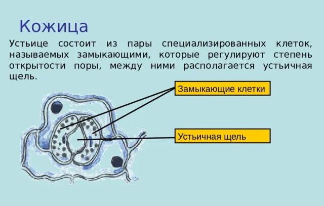 Снаружи лист имеет кожицу которая состоит из. Строение устьица листа биология 6 класс. строение устьичного аппарата. устьица состоят из клеток. эпидермис с устьицами.