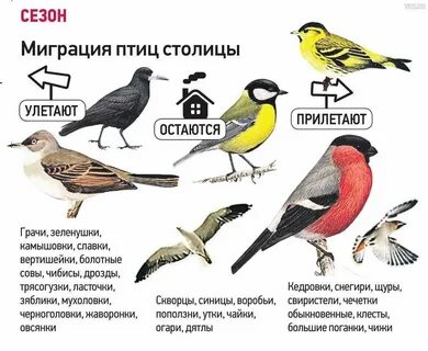 Какие птицы городские