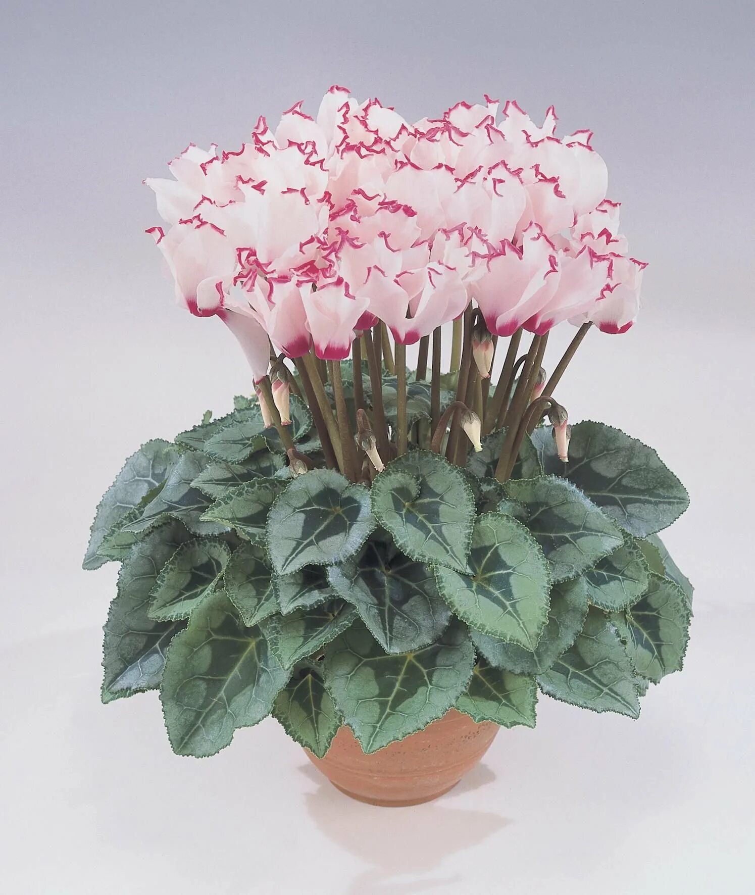 Цикламен персидский. Цикламен персидский (Cyclamen persicum. Цикламен махровый.