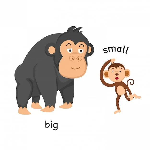 Small big com