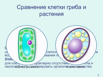 Клетка грибы сходство