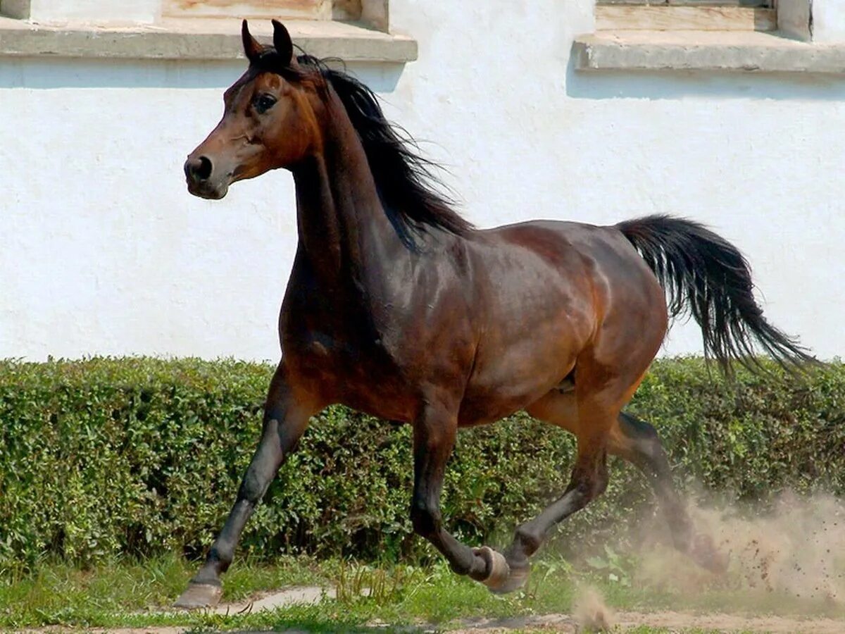 Лошадь с поднятой ногой. Конь т. Конь т. Кигер мустанг гнедой. Ахалтекинский жеребец галапкер-дакор.