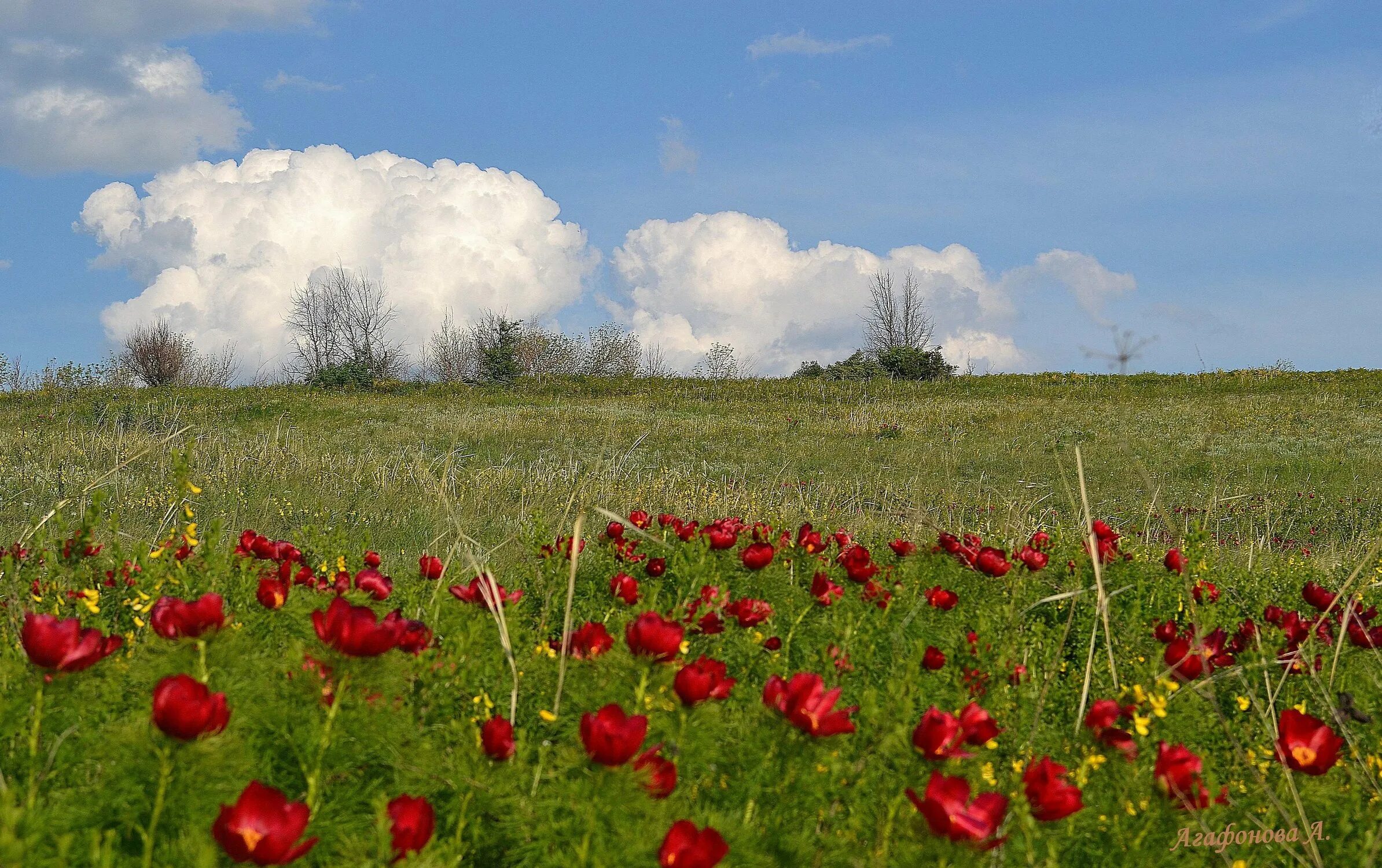 памятник катюша в рудне смоленской. рудня смоленская область. руднянский район город рудня мемориал. рудня цветы. рудня руднянский.