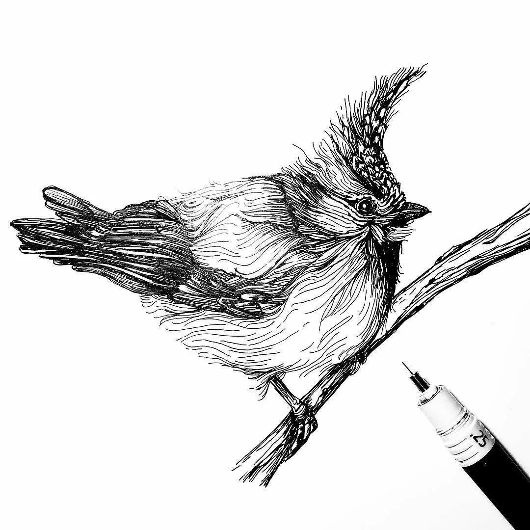 Рисунок туши. Перо для рисования. Перо Графика. Перо скетч. Наброски птиц.