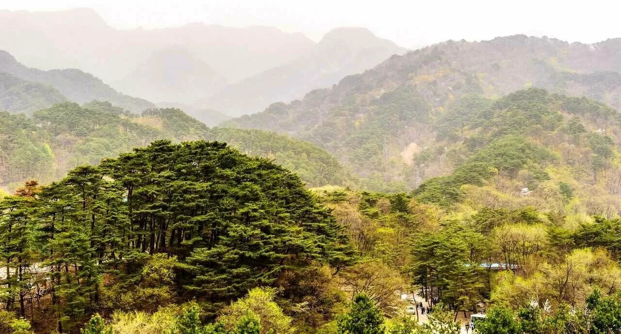 Cosmos Is in Full Bloom on Cholsan Peak / 철산봉에 코스모스 만발합니다 Pochonbo Electronic