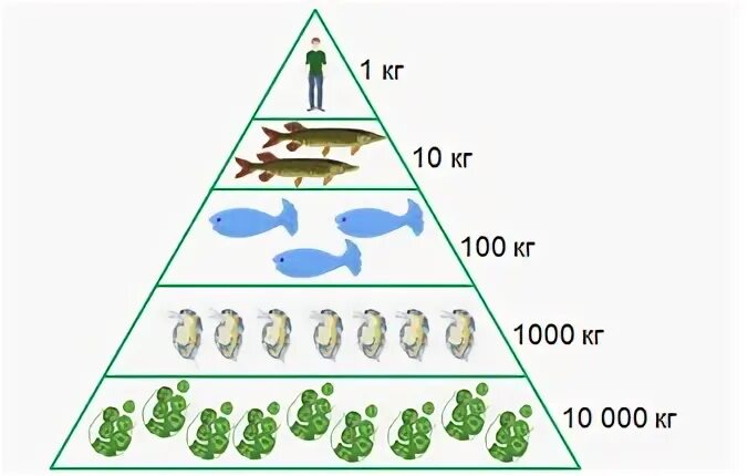 Постройте пирамиду чисел пищевой цепи. Трофический уровень экологической пирамиды. Экологическая пирамида биомассы. Пирамиды численности биомассы и энергии. Перевернутая экологическая пирамида.