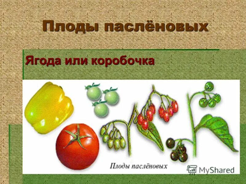 Плод томат пасленовые. Семейство пасленовые двудольные томат. Типы плодов семейства пасленовые. Плод ягода пасленовые. Ягоды семейства пасленовых.