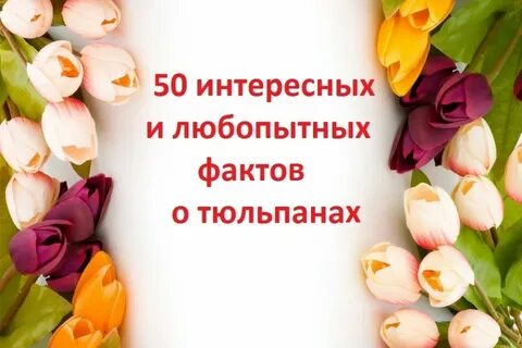 Факты о тюльпанах