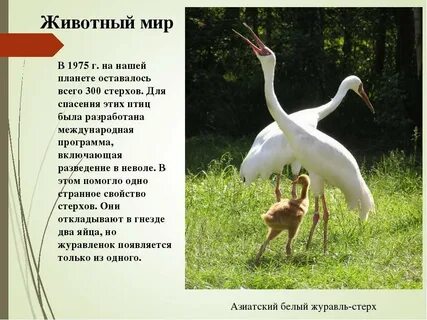 Сколько метров журавль
