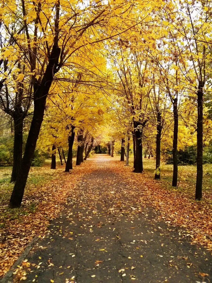 Осень без людей. Осенний парк. Осенняя аллея. Осенний сквер. Парк осенью.
