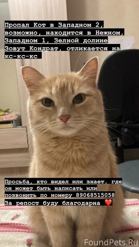 На сколько кот может уйти из дома. Кот уходи. кот уходит из дома. картинки как кот уходит из дома. картинка с котиком ушла из дома.
