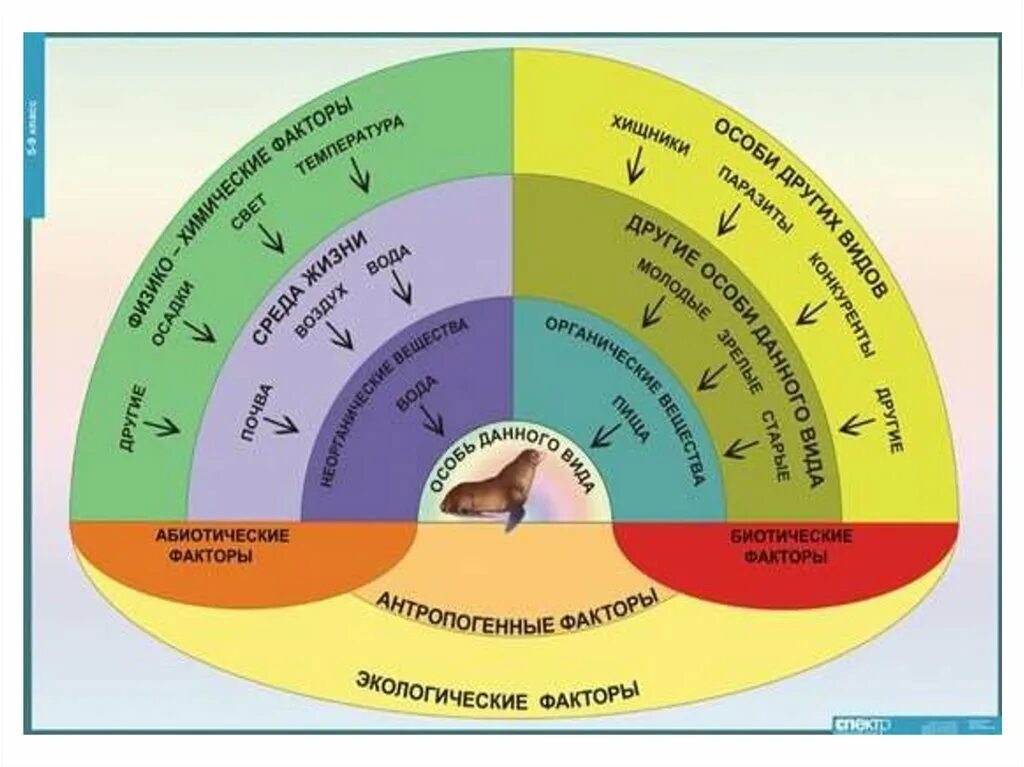 Взаимосвязь условий и факторов. Взаимодействие экологических факторов. взаимоотношения организма и среды. взаимосвязи организмов и окружающей среды. взаимосвязь экологических факторов.