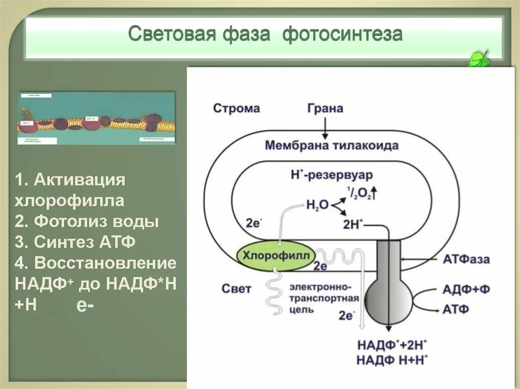 Окисление в хлоропластах. Световая фаза фотосинтеза схема. Световая фаза фотосинтеза в плакоидах. Фотосинтез световая фаза тилакоиды. Световая фаза фотосинтеза схема мембрана.