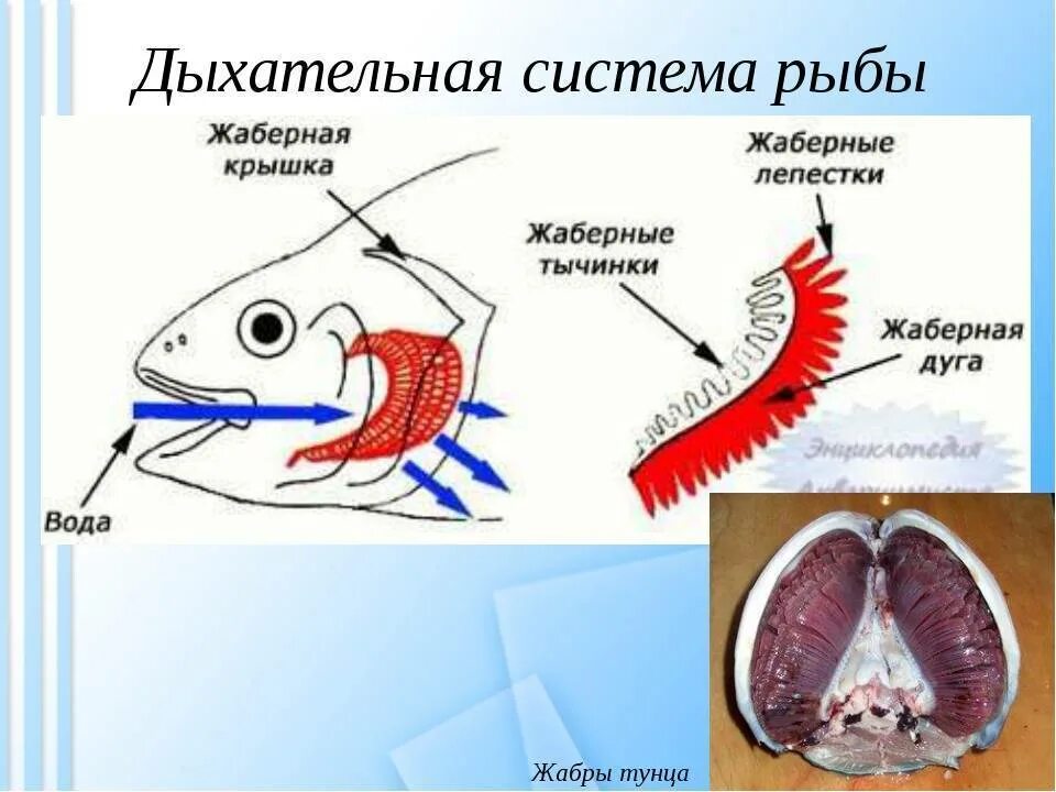 Дыхательная система рыб жабры. Структура дыхательной системы рыб. Строение дыхательной системы рыб. Схема жаберного дыхания рыб. Речной рак дышит при помощи жабр растворенный