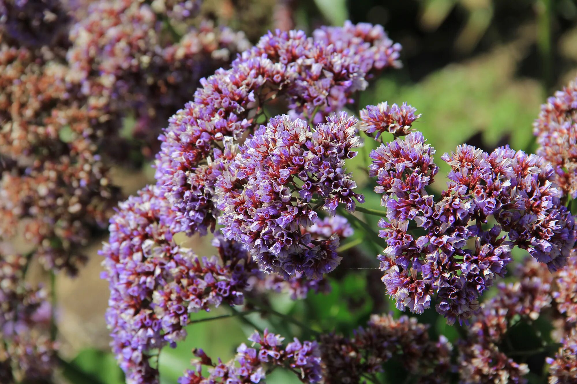 Купить кермек татарский. Кермек (Limonium). Кермек лимониум. Кермек статица. Кермек Бунге.