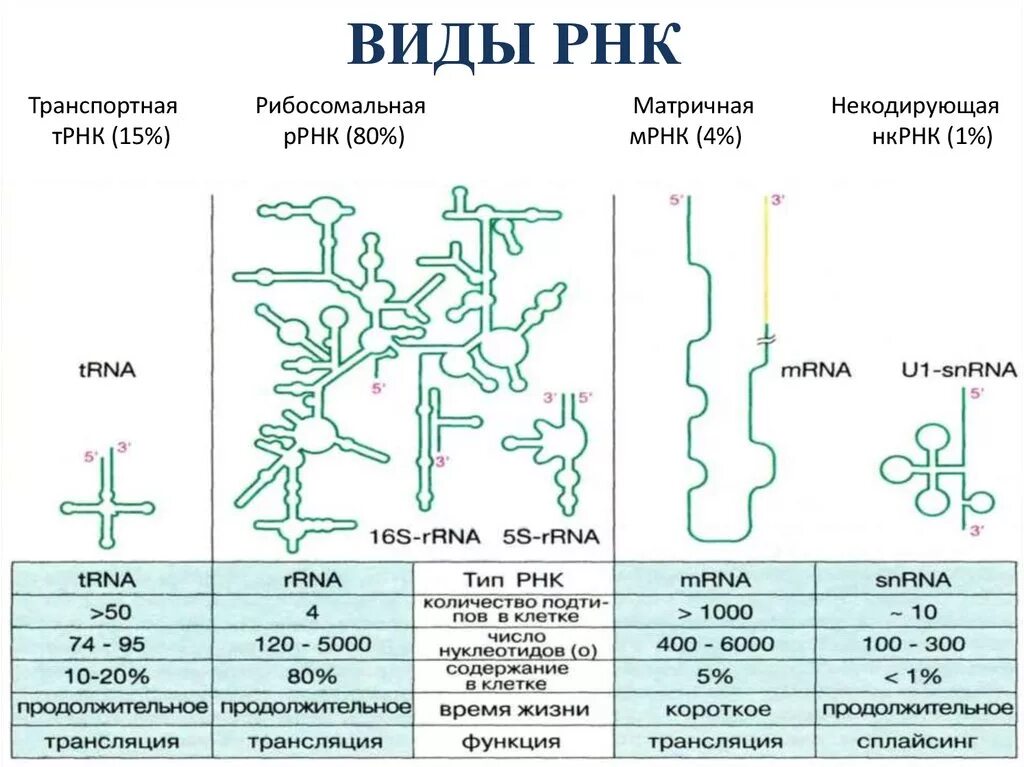 Структура РНК. Типы РНК.. Строение МРНК ТРНК РРНК. Структура ИРНК ТРНК РРНК. РНК состав строение и типы РНК.