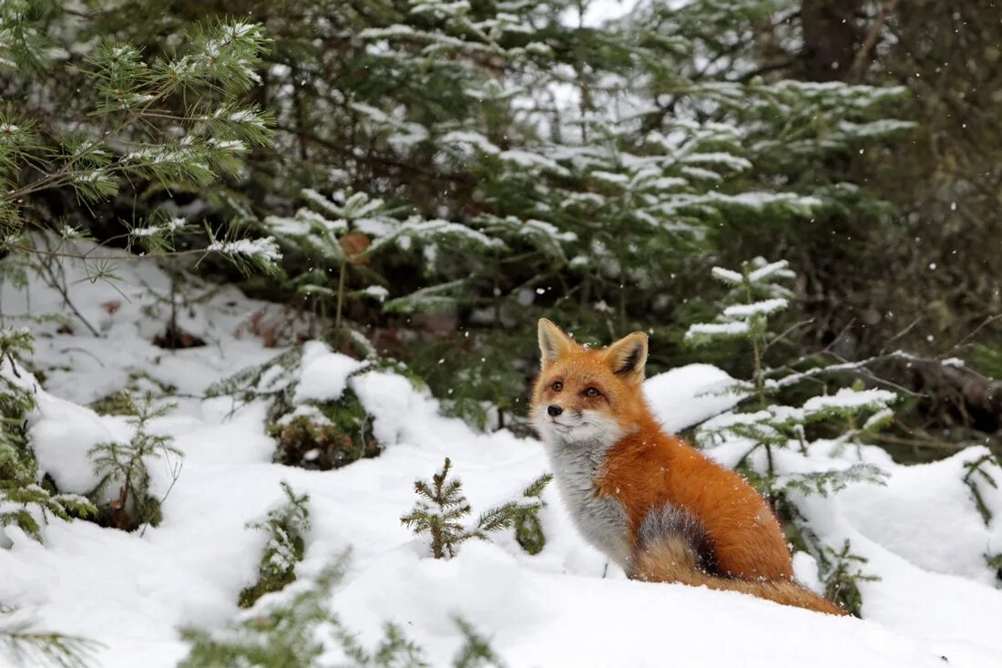Олень в зимнем лесу. Лес снег животные. Олень зимой. Лес снег животные. Январь животные.