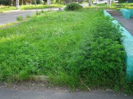 Некошенная трава как пишется