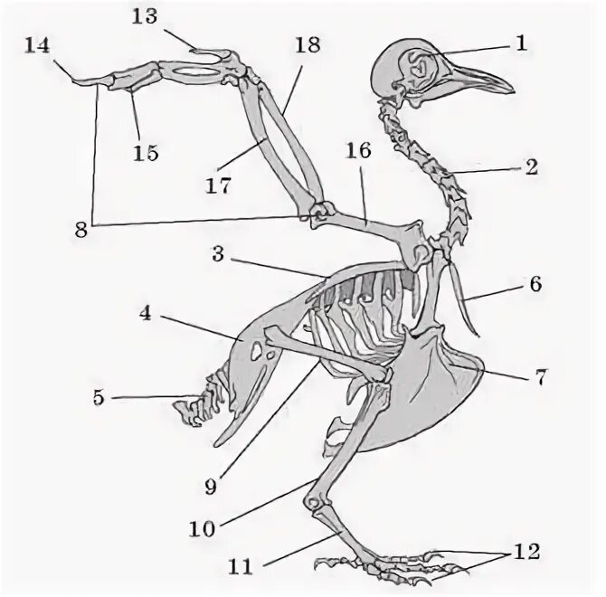 Строение скелета сизого голубя. Скелет голубя биология 7 класс. Скелет сизого голубя биология 7 класс. Скелет сизого голубя биология 8 класс. Вырост грудины киль