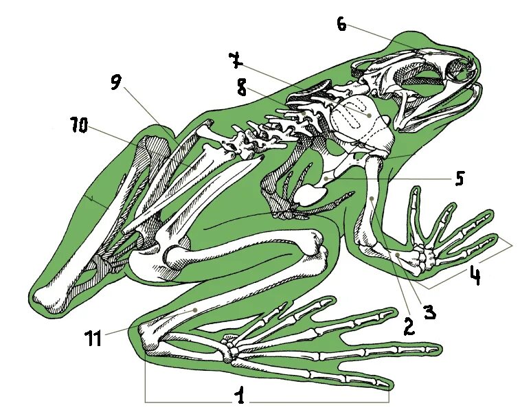 Скелет лягушки. Строение скелета лягушки. Озерная лягушка строение скелета. Строение костей Жабы. Тело земноводных состоит из