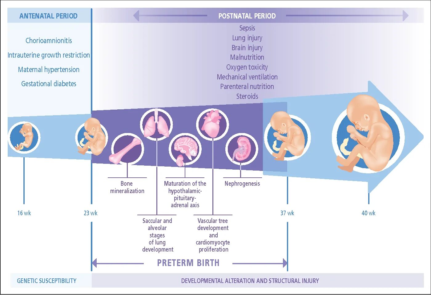 Chronic Complications of Diabetes mellitus. Шкала Neonatal. Risk Factors Diabetes.