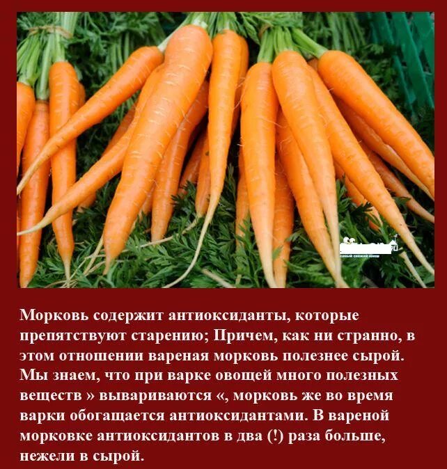 Шутки про морковь. Стих про полезную морковку. Рассказать о морковке. Морковь про сильный человек. Мемы про морковь.