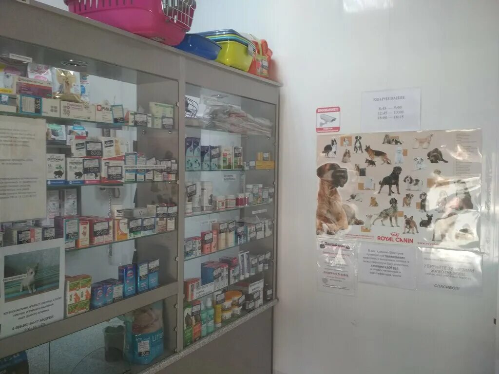 ветклиника степной. айболит подольск ветеринарная клиника. ветклиника степной. айболит ветеринарная клиника елизаветинская. тимирязева 10/4 ветеринарная клиника.