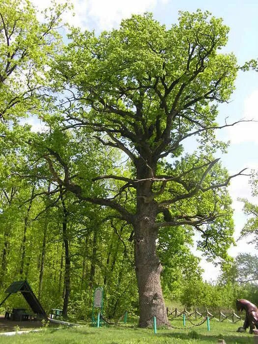 Животные и растения евразии. Сосна обыкновенная pinus sylvestris l. Сосна природная зона. Дуб черешчатый таганрог. Деревья евразии.