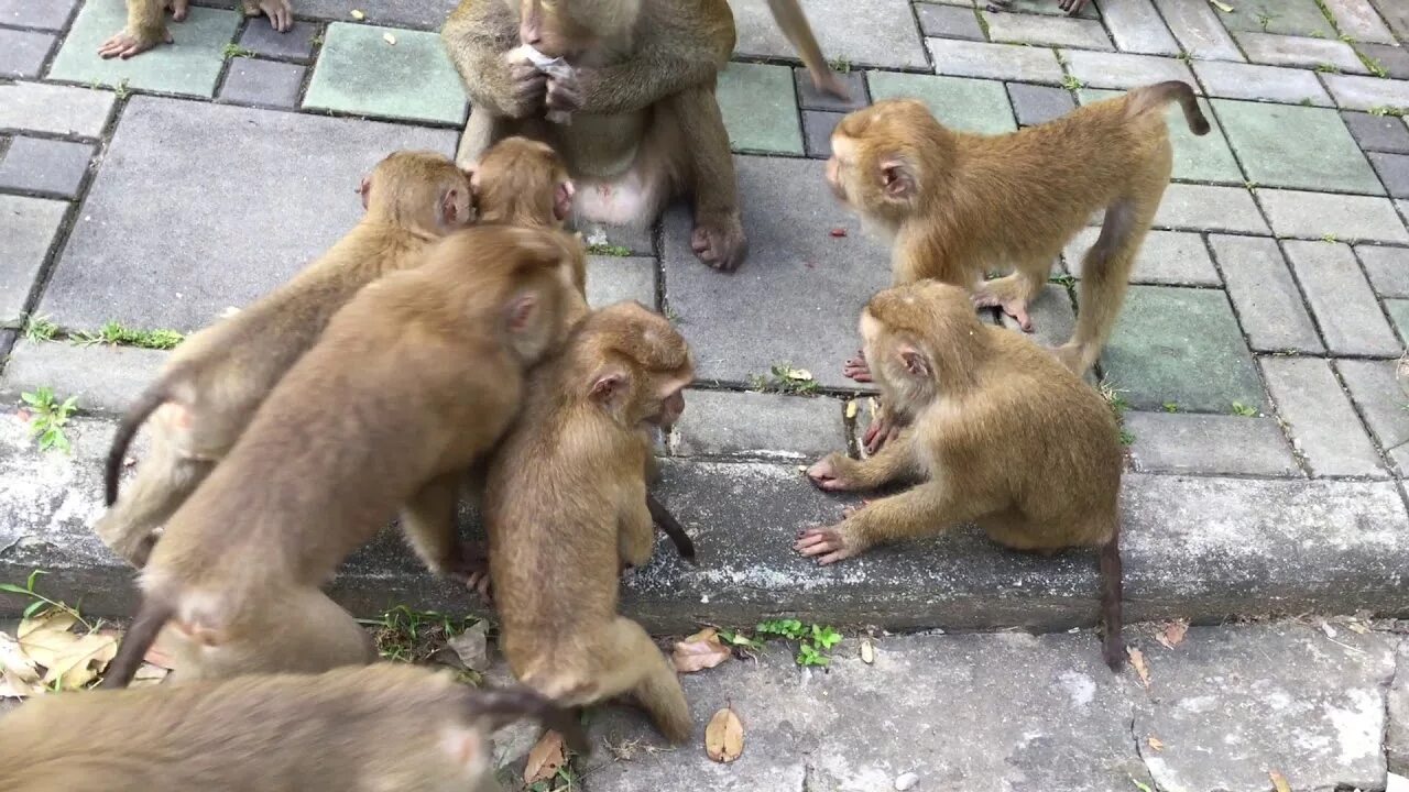 Нашествие обезьян в таиланде. Обезьяны драчуны.