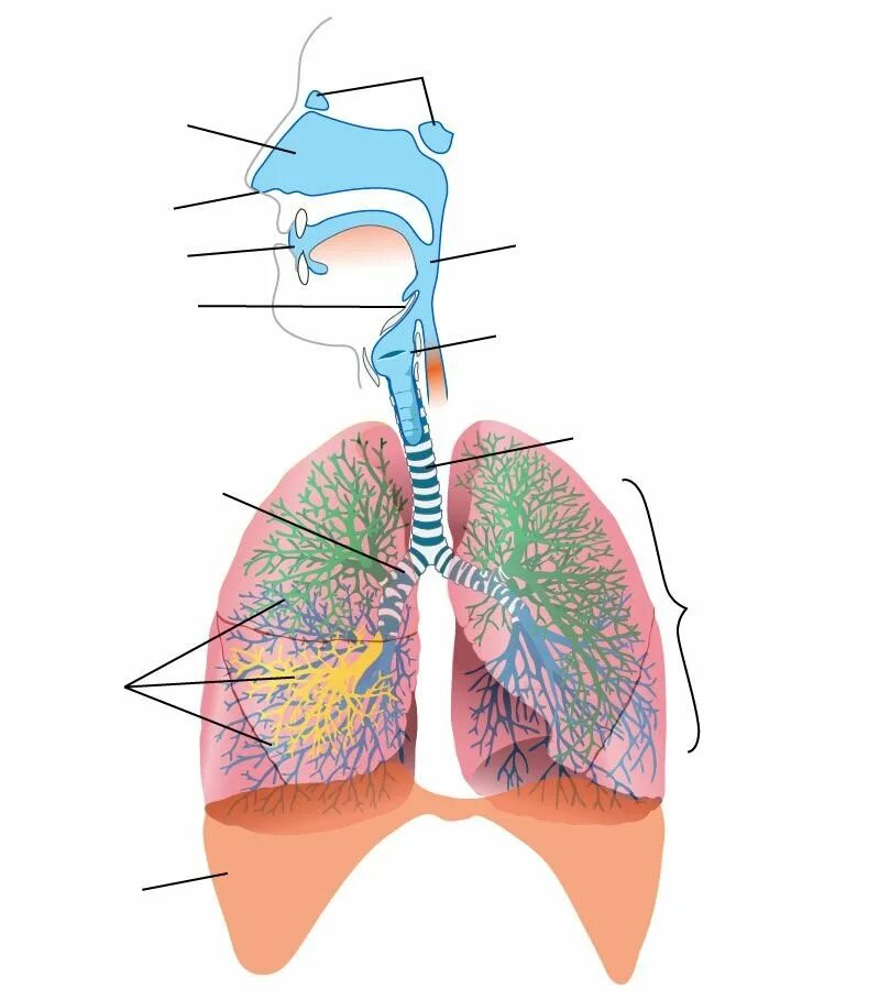Дыхательная система система человека. Система дыхания анатомия. Дыхательная система человека органы дыхания. Изображение дыхательной системы.