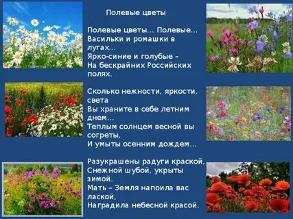Полевых цветов текст матушка