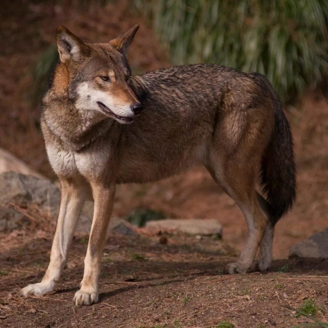 Ред вольф. Флоридский рыжий волк. Волк Канис. Канис Руфус. Красный волк (canis Rufus).