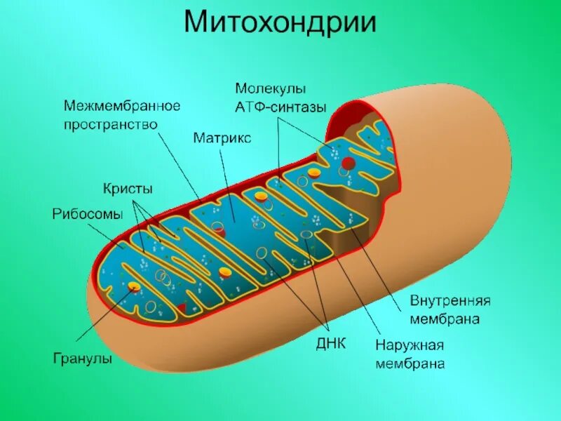 Внутреннее строение митохондрий. Строение митохондрии. зарисовать строение митохондрии. 2 мембраны митохондрии. строение митохондрии растений.