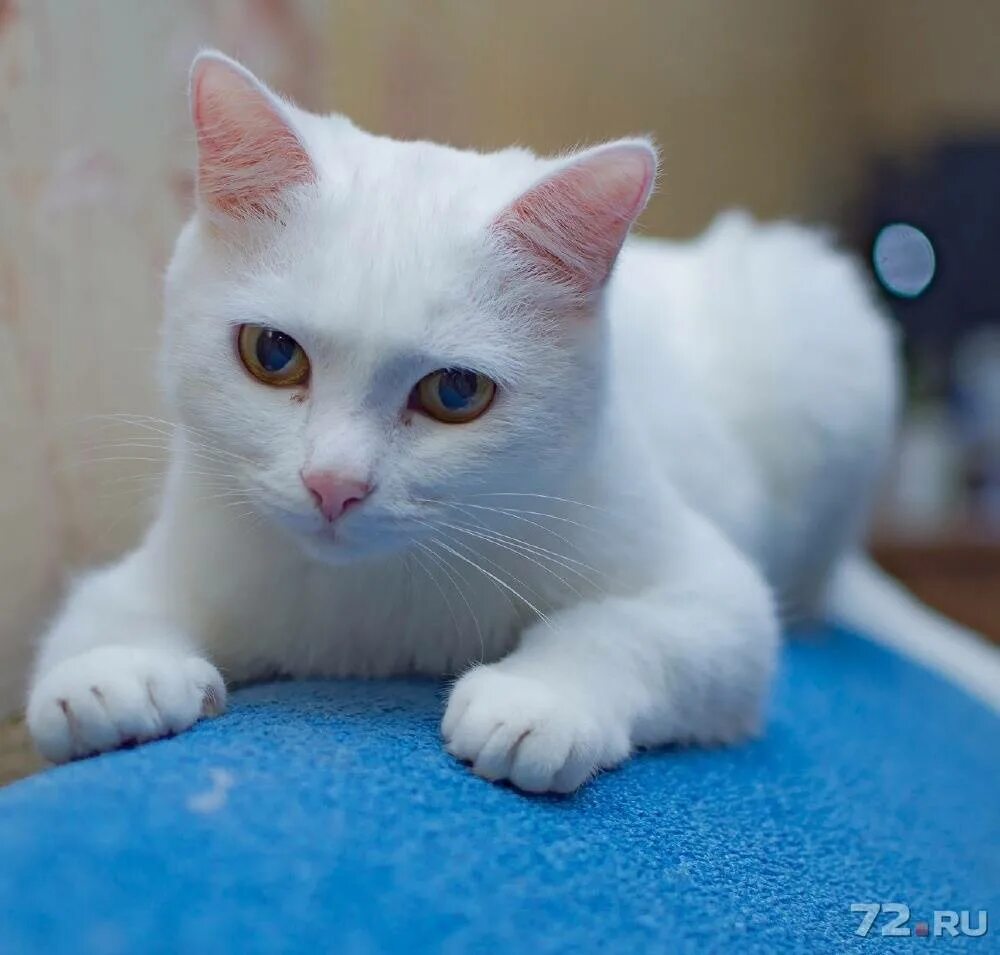Как называется белая порода кошек. Турецкая ангора гладкошерстная. Турецкая ангорская короткошерстная. Турецкая ангорская кошка короткошерстная. Турецкая ангора гладкошерстная белая.