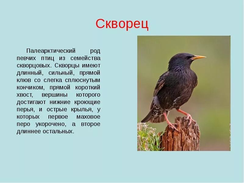 Скворец молодец 2 класс. Скворец красная книга. Скворец описание. Скворец птица певчая. Птицы из красной книги Пермского края.