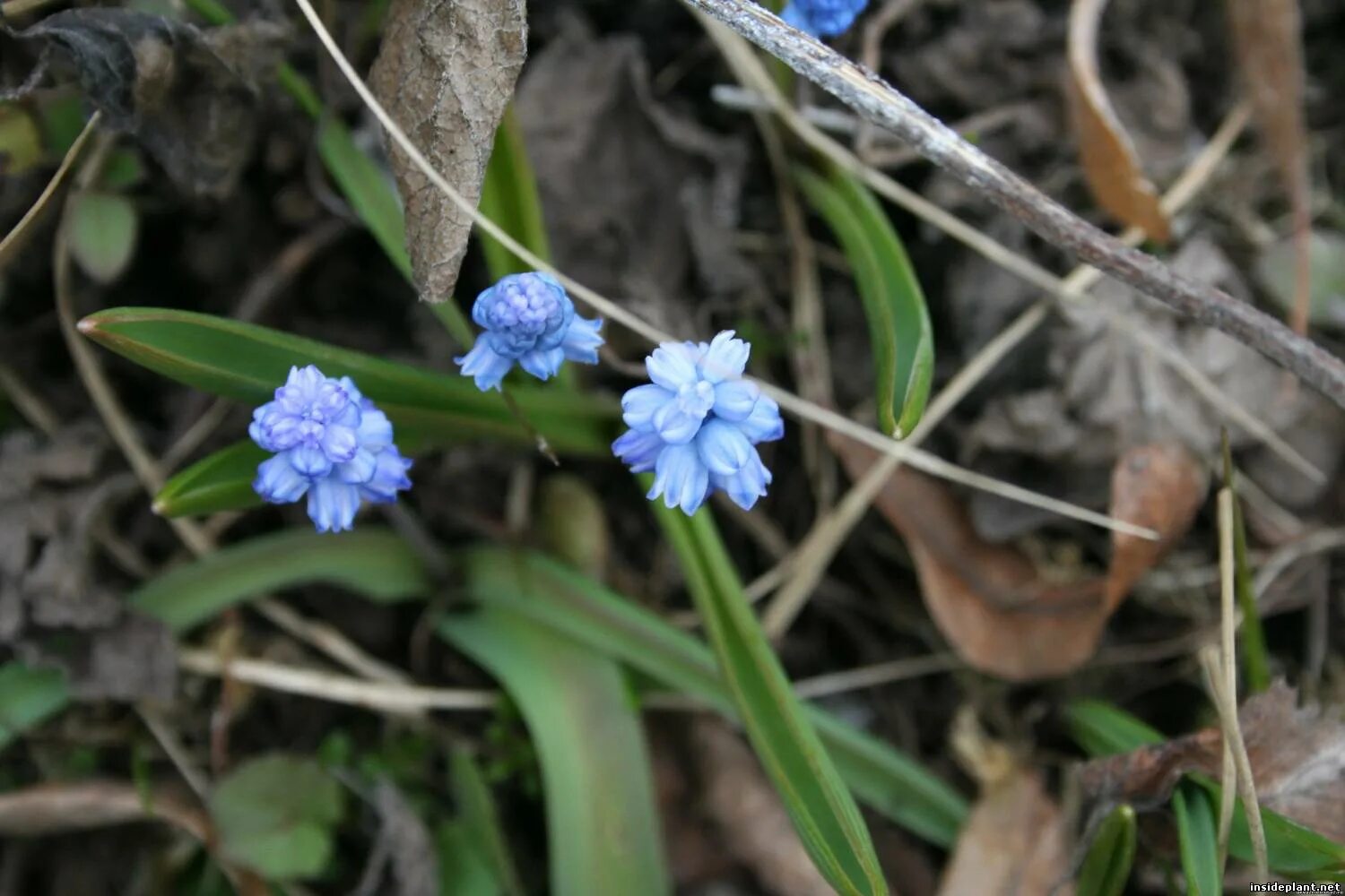 весенний василек. василек полевой. синие цветы. 2 й лазоревый. лазоревый проезд 1а к1.
