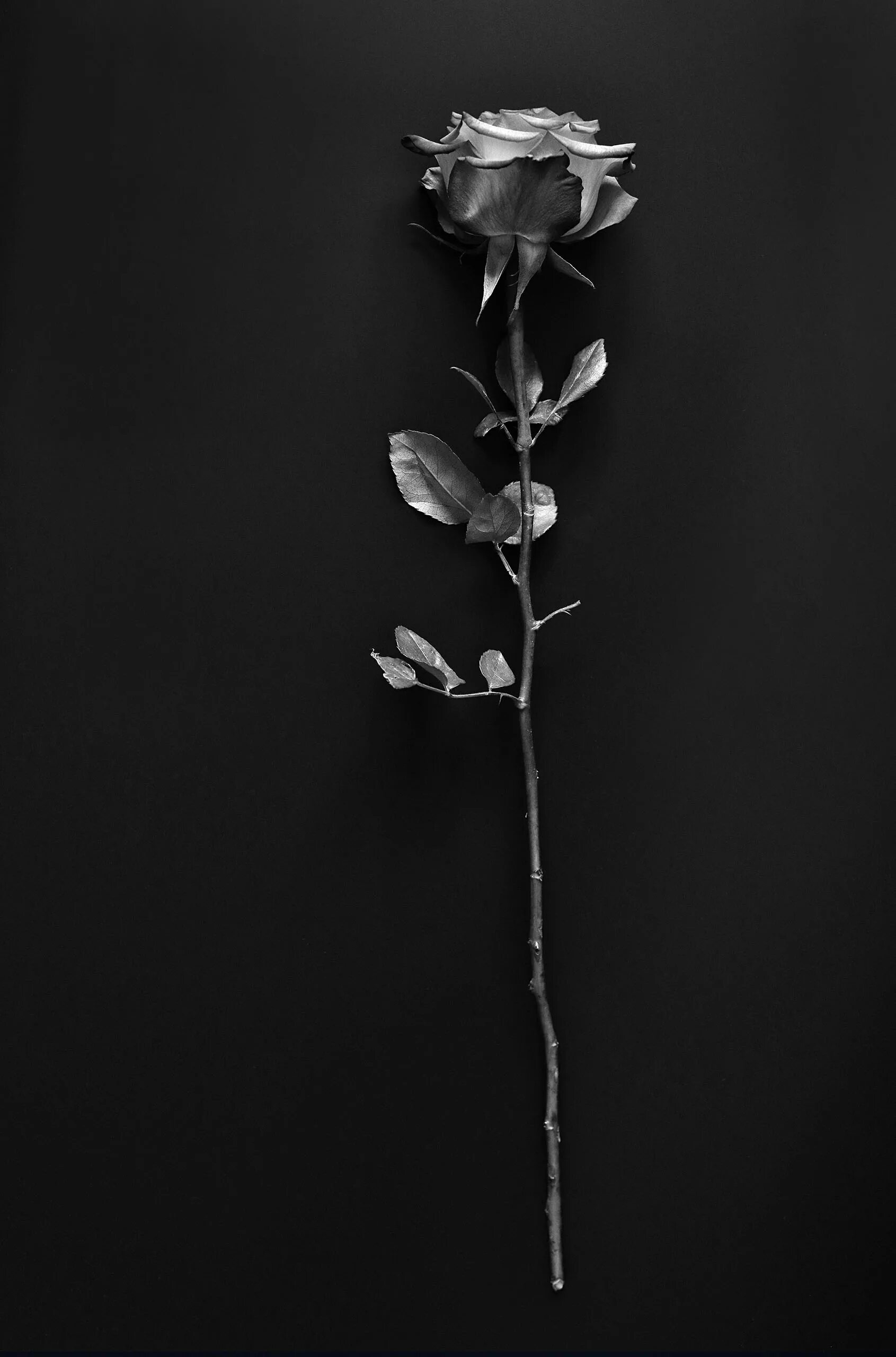 Тома серого 1. Серые розы. Эстетика чёрного цвета. Стебель розы. Черно белая Эстетика.
