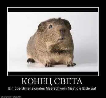 Света ну