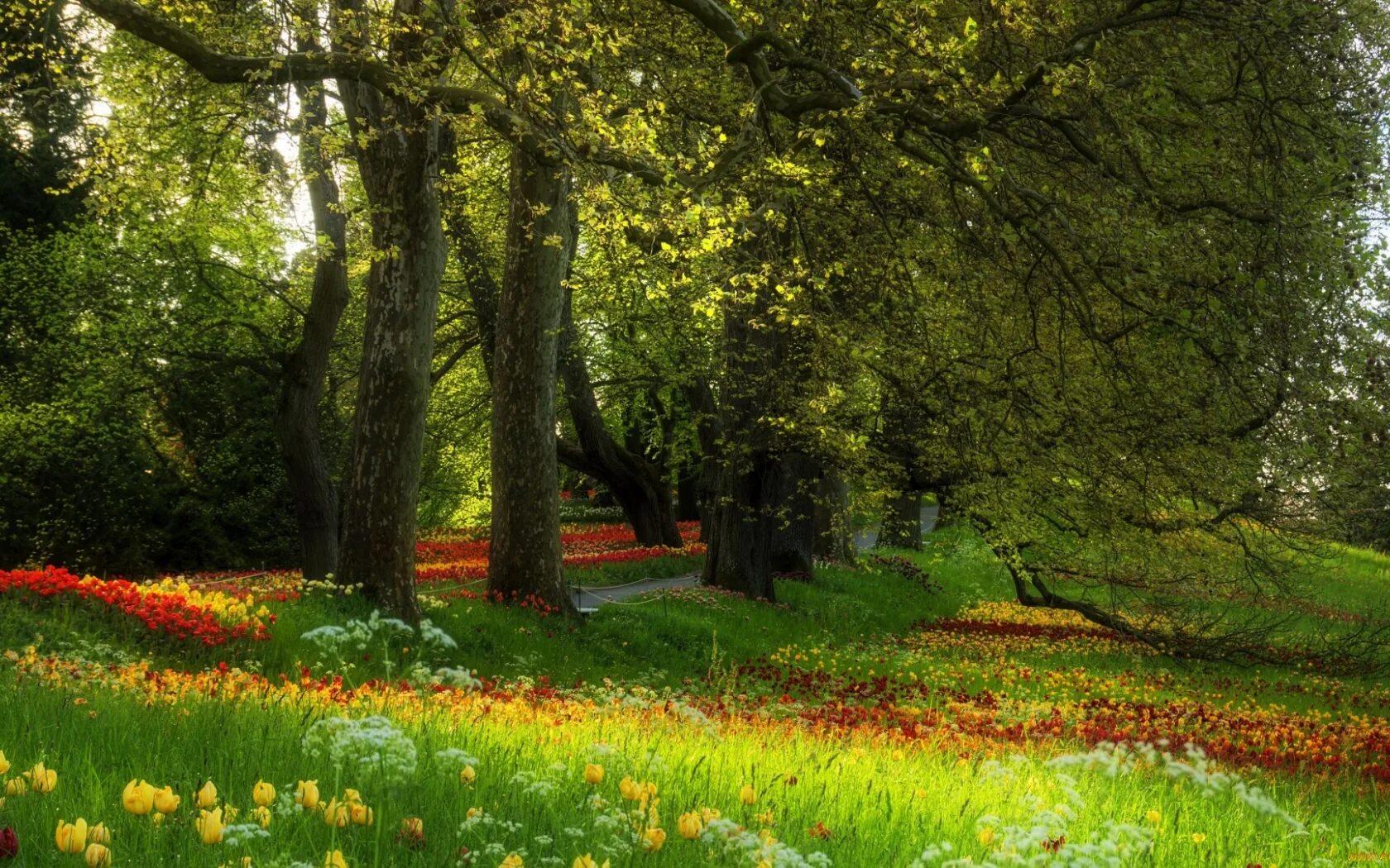 Сады луга леса. Цветы в лесу. Цветы в лесу. Фотографирую пейзаж 18-55. Сады луга леса.