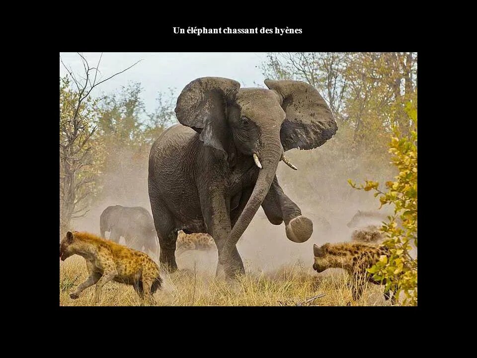 Скорость бегущего слона. Максимальная скорость слона. An elephant can run. Скорость бега слона. Скорость бегущего слона.