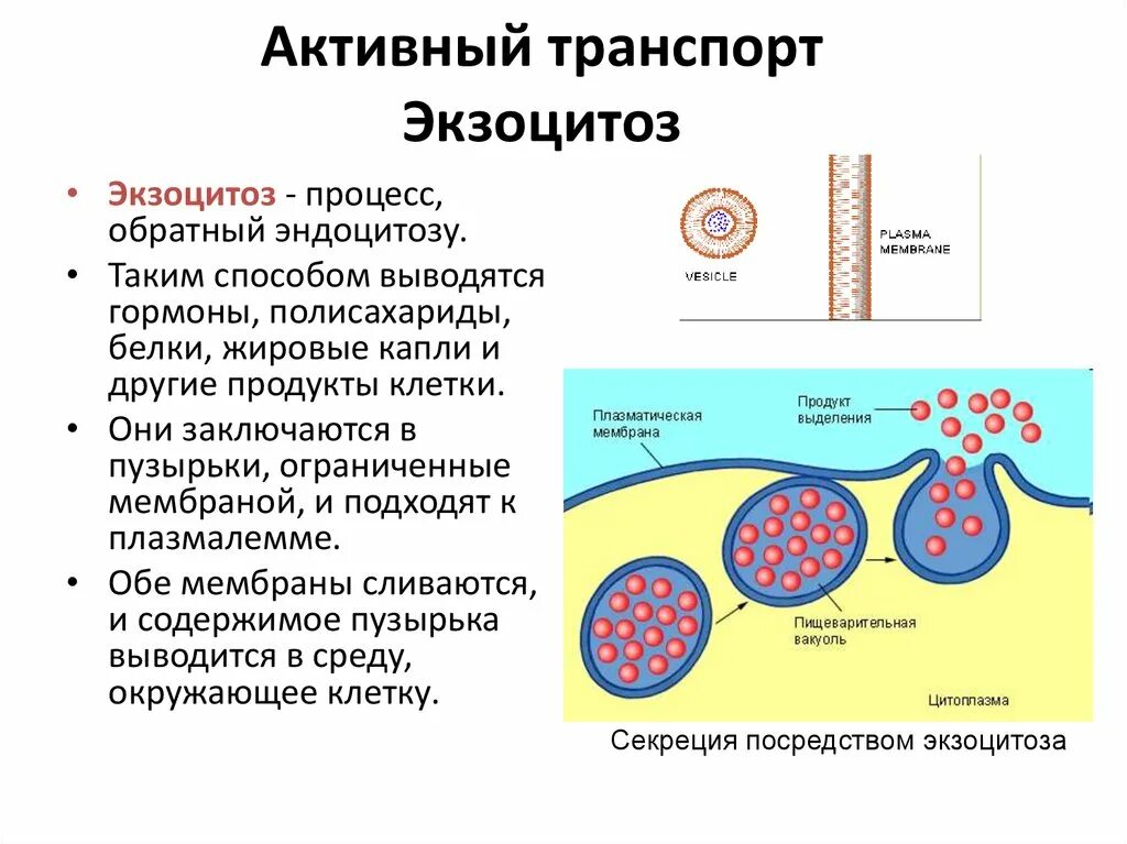 Обработка клеточной массы гормонами высаживание изолированных. Экзоцитоз клеточная мембрана. Активный транспорт веществ через мембрану. Механизм экзоцитоза;. Компаунд экзоцитоз. Мембранный транспорт макромолекул и частиц экзоцитоз и эндоцитоз.