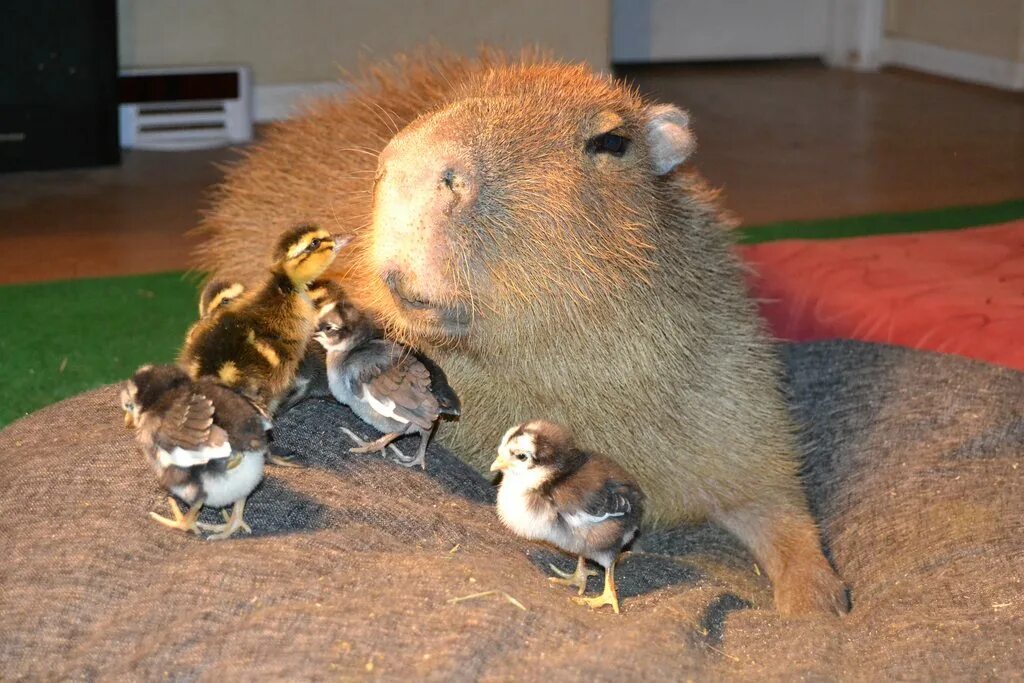 Вомбл животное. Вомбл. Вомбла. My pets capybaras