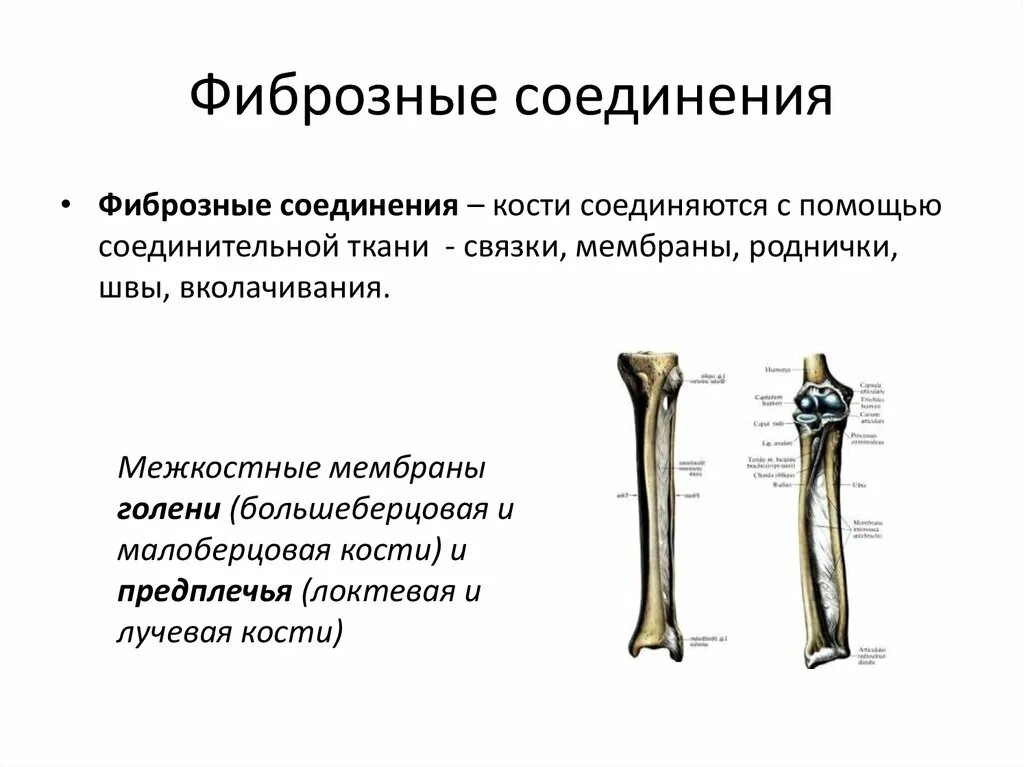 Соединения костей синдесмозы фиброзные. Межкостная мембрана соединяет кости. Мембрана Тип соединения костей. Непрерывные фиброзные соединения. Кости предплечья соединение