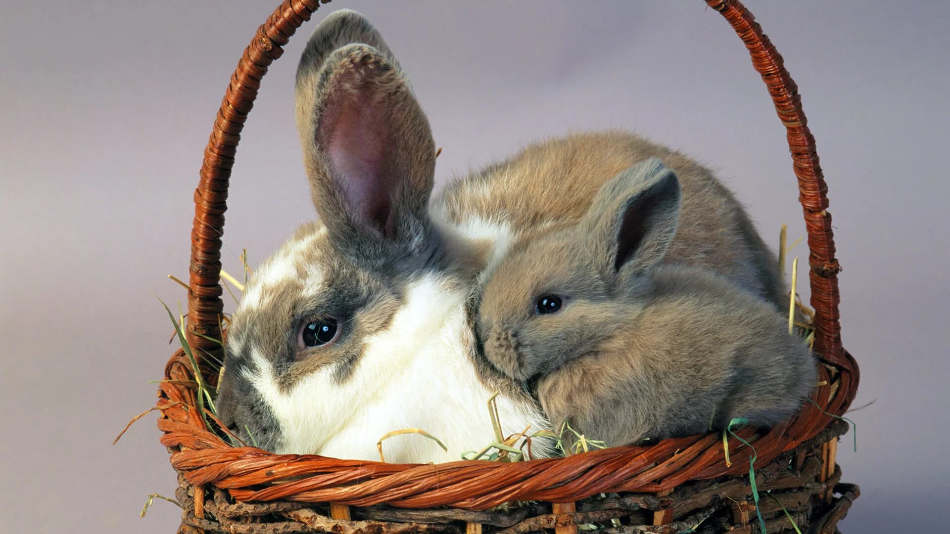Кролики. Кролик в корзинке. Крольчата в корзинке. Милые домашние животные. Кролику 7 лет