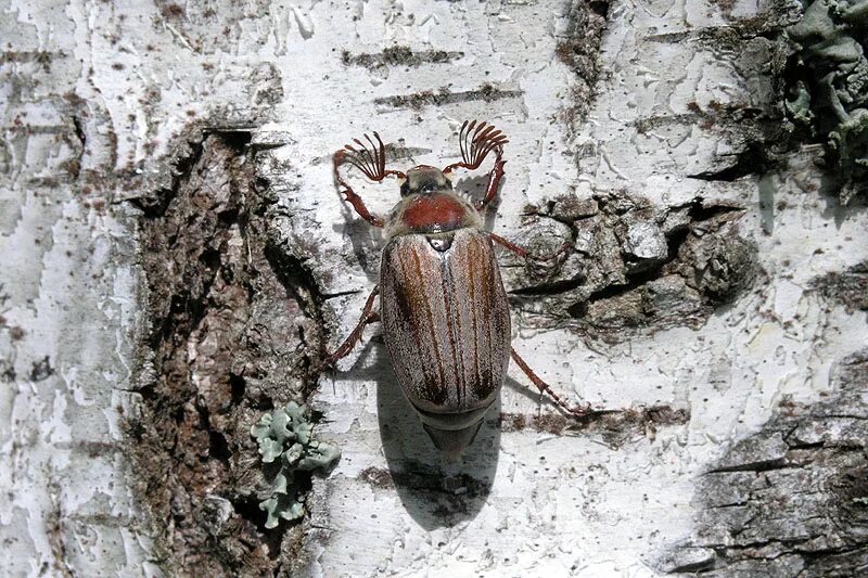 два майских жука сидели на березовом. великан на поляне рассказ майский жук. много майских жуков. фото два майских жука. книга великан на поляне рассказ майский жук.