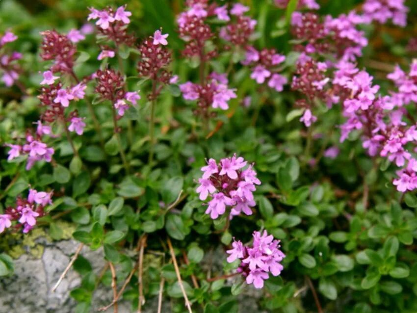 Thymus mugodzharicus - Image of an specimen - Plantarium