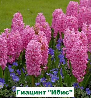 Садовые многолетники цветущие фото с названиями цветы