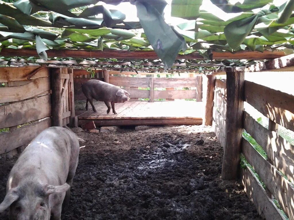 Зимний загон для свиней. Загон для поросят. Свинарник своими руками. Помещение для свиней. Свинарник своими руками.